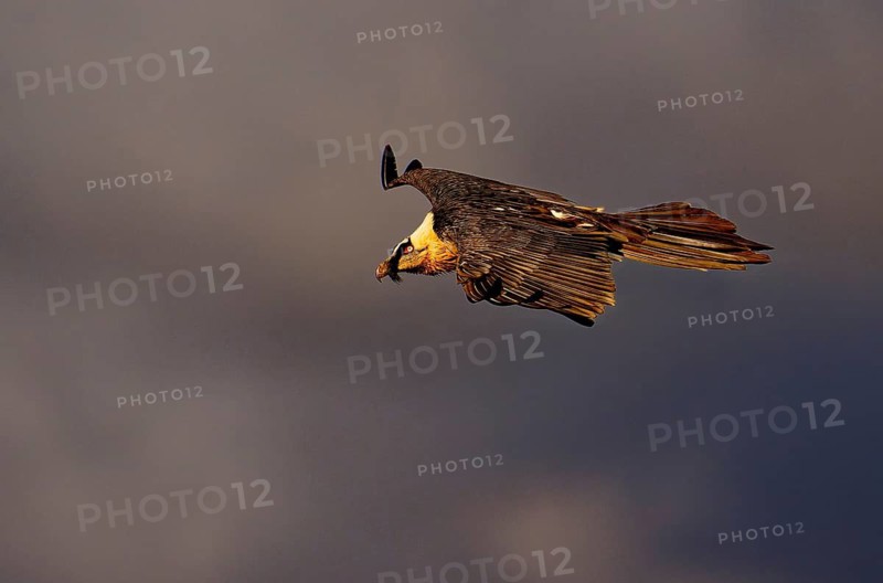 Old bearded vulture (Gypaetus barbatus) in flight, Catalonia, Pyrenees, Spain