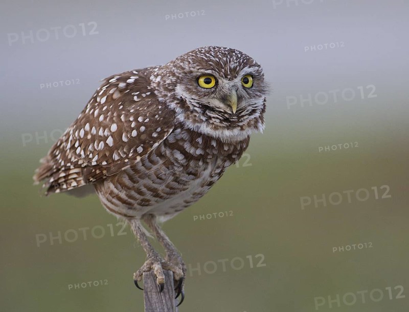 Burrowing Owl (Athene cunicularia), Florida, USA