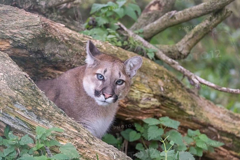 One young adult female cougar, Puma concolor, portrait between the branches of a fallen tree