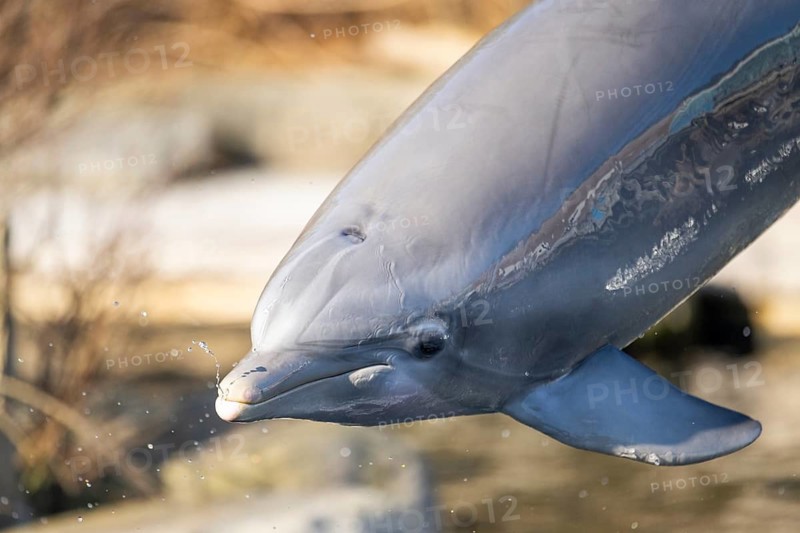 Common bottlenose dolphin (Tursiops truncatus) or Atlantic bottlenose dolphin playing in the water, captive, Germany