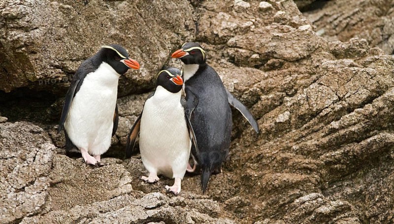 Snares Penguin (Eudyptes robustus), Snares Islands, New Zealand