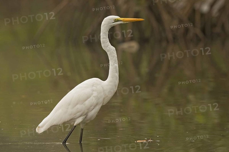 Great Egret (Ardea alba), Gambia