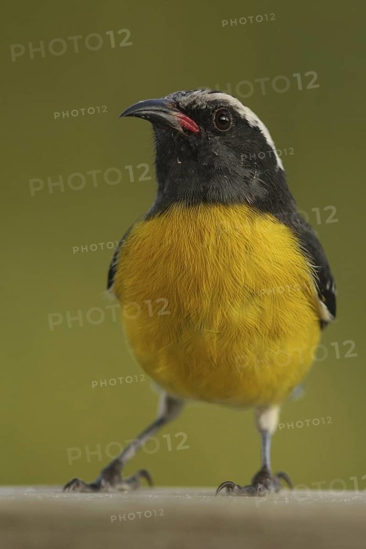 Bananaquit (Coereba flaveola), Antigua