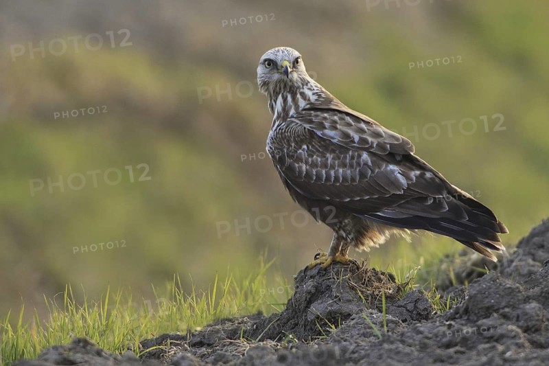 Rough-legged Buzzard (Buteo lagopus), Netherlands