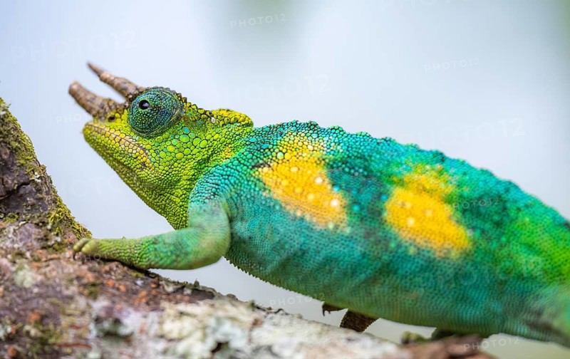 Three-horned chameleon (Trioceros jacksonii), male, on a branch, Bwindi Impenetrable Forest National Park, Uganda