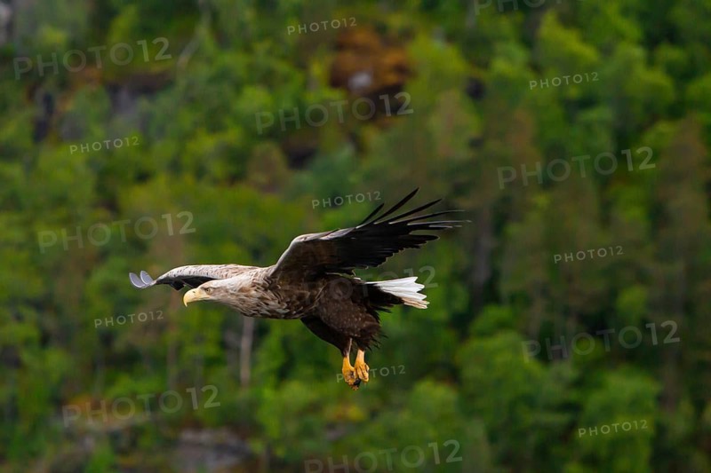 White-tailed eagle (Haliaeetus albicilla) fishing, Norway