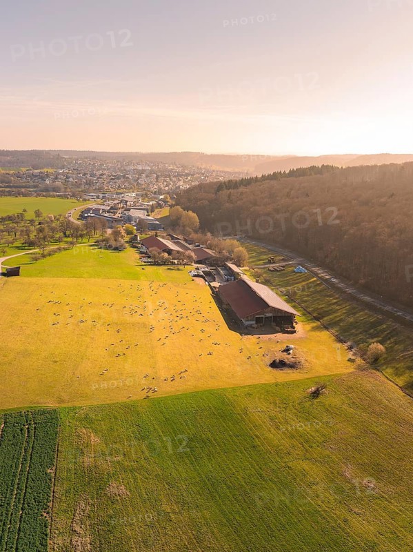 Panoramic view over a pasture with sheep, surrounded by a farm and natural landscapes, Gechingen, district of Calw, Black Forest, Germany
