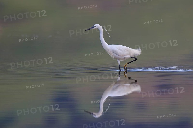 Little Egret (Egretta garzetta), Greece