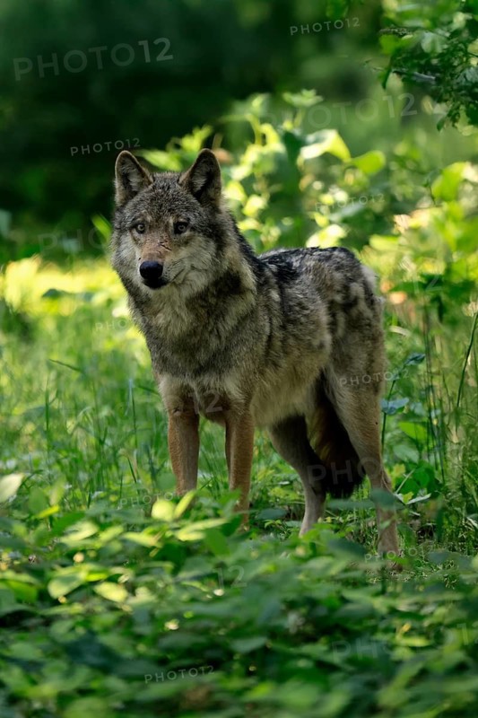 Wolf (Canis lupus), adult, in forest, alert, Hesse, Germany, Europe Gray Wolf (Canis lupus), Hesse, Europe Gray Wolf (Canis lupus), adult alert in forest, alert, forest, Europe, vertical, wolf, wolves, canid, canids, canine, canines, carnivore, carnivores, predator, beast of prey, beasts of prey, animal, animals, mammal, mammals, zoology, outside, outdoor, outdoors, wild, wildlife, colour, colours