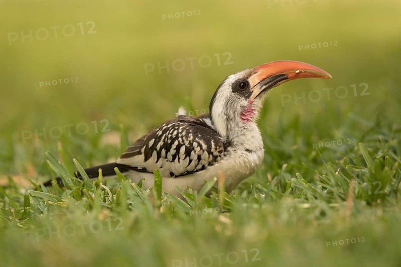 Western Red-billed Hornbill (Tockus kempi), Gambia