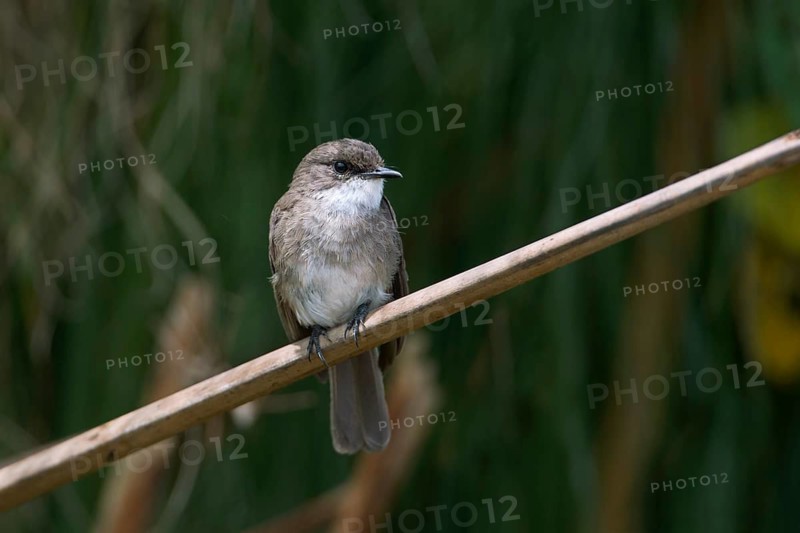 Swamp Flycatcher (Muscicapa aquatica), Uganda