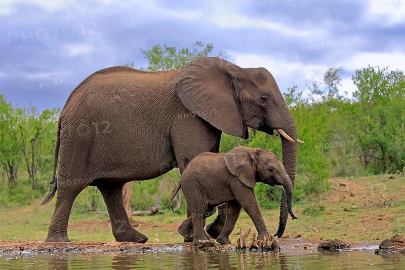 African elephant (Loxodonta africana), juvenile, mother, adult, female, mother with juvenile, at the water, drinking, Kruger National Park, Kruger National Park, South Africa