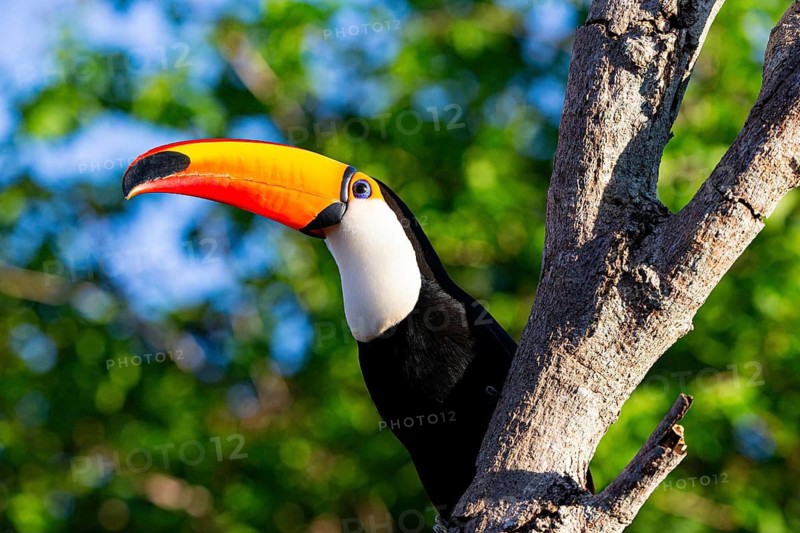 Giant toucan (Ramphastos toco) Pantanal Brazil