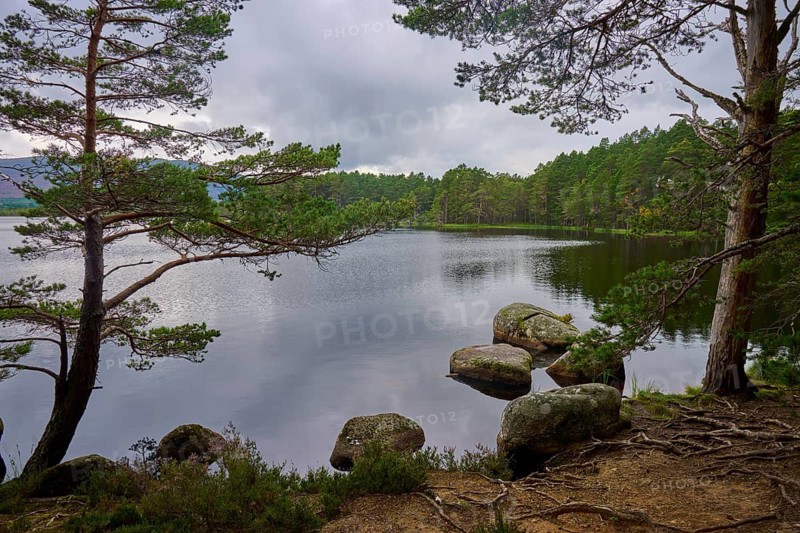 A quiet forest lake with rocks, framed by trees under a grey sky, Loch Garden, Nethy Bridge, Scotland, United Kingdom, Great Britain