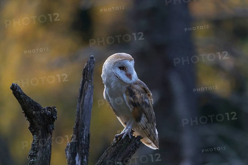 One barn owl (Tyto alba) sitting on top of a tree stump.Trees in autumnal colors in the distant background