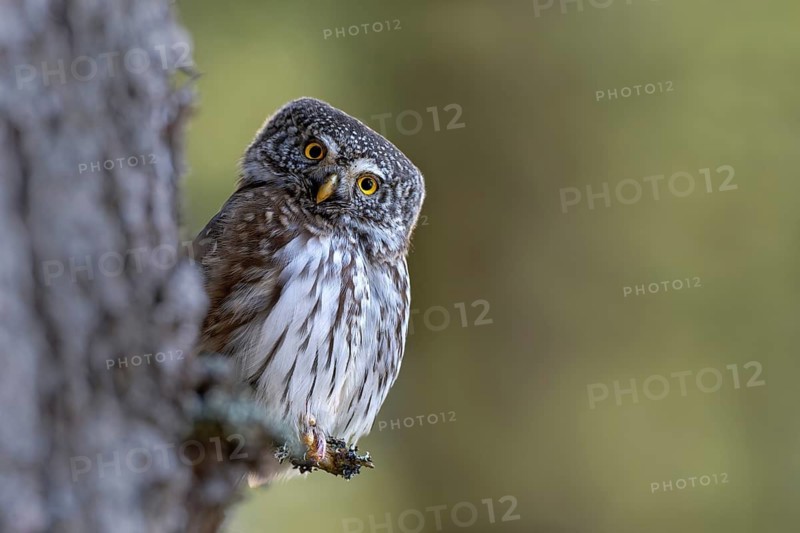 Pygmy Owl (Glaucicium passerinum), sitting on the branch of a tree, Pirchner Ast, Schwaz, Tyrol, Austria