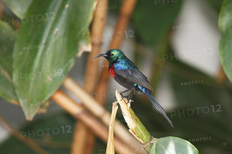 Red-chested Sunbird (Cinnyris erythrocercus) male, Queen Elizabeth National Park, Uganda
