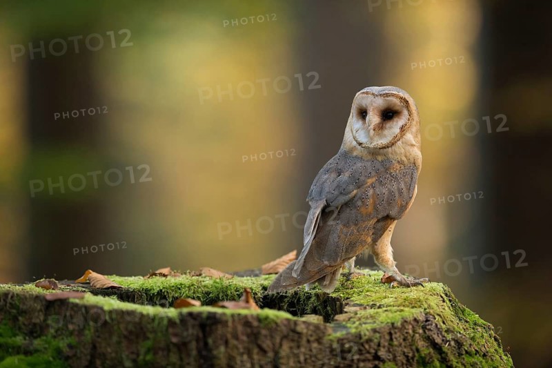 Western Barn Owl (Tyto alba) perched on a tree stump in forest, North Rhine-Westphalia, Germany
