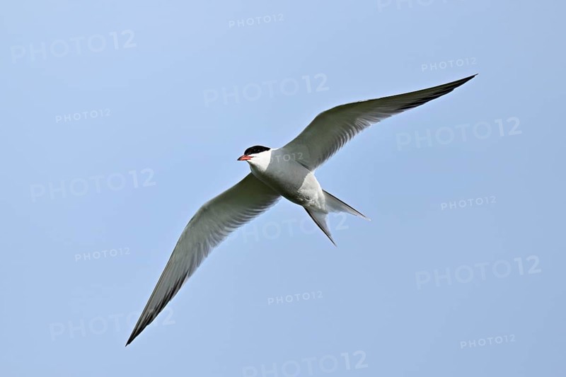 Common Tern (Sterna hirundo), in flight, Texel, West Frisian Islands, province of North Holland, Netherlands