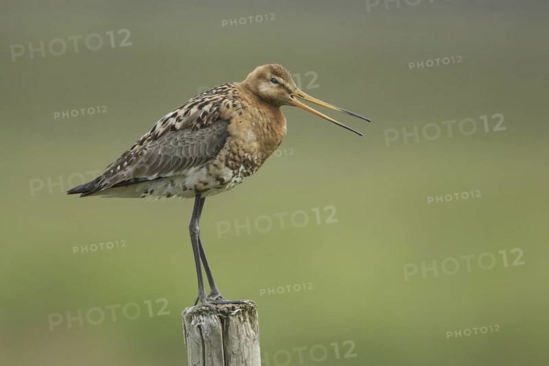 Black-tailed Godwit (Limosa limosa) calling, Iceland