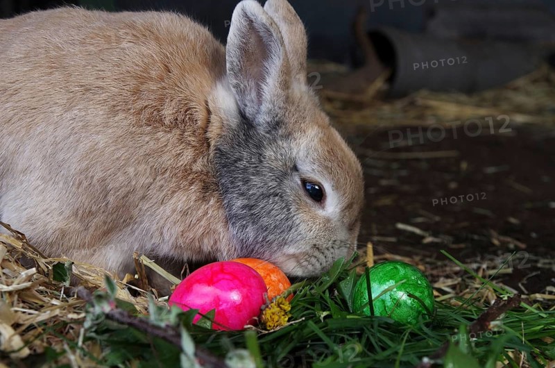 Domestic rabbit (Oryctolagus cuniculus), Easter, Easter bunny, A cute rabbit sits between colourful Easter eggs