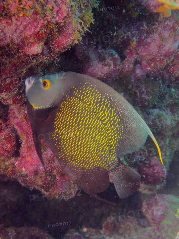 French angelfish (Pomacanthus paru), dive site John Pennekamp Coral Reef State Park, Key Largo, Florida Keys, Florida, USA