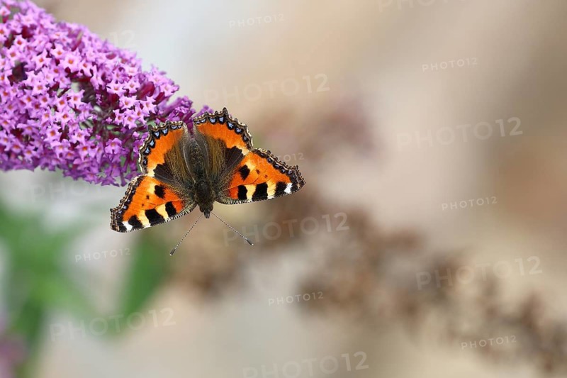 Small tortoiseshell (Aglais urticae), on summer lilac or butterfly-bush (Buddleja davidii), Wilden, North Rhine-Westphalia, Germany