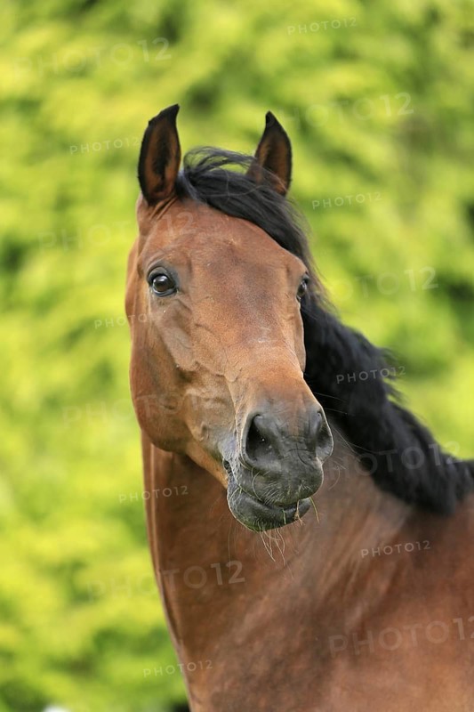 Westphalian Warmblood, Westphalian