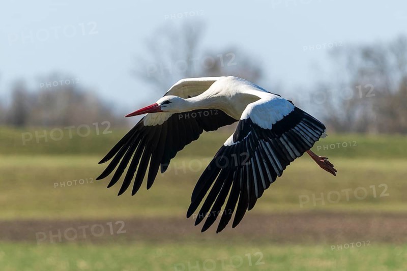 A stork flies majestically over a green meadow under a blue sky, white stork (Ciconia ciconia), wildlife, Germany