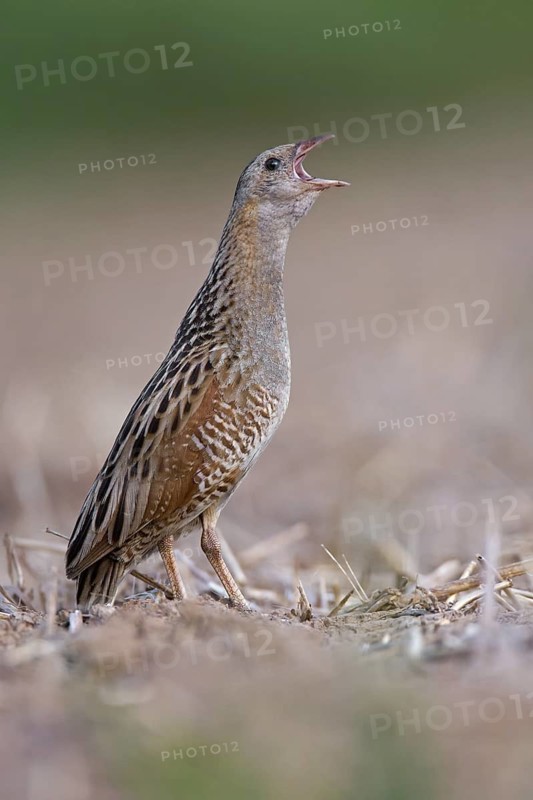 Corn Crake (Crex crex) calling, Saxony-Anhalt, Germany