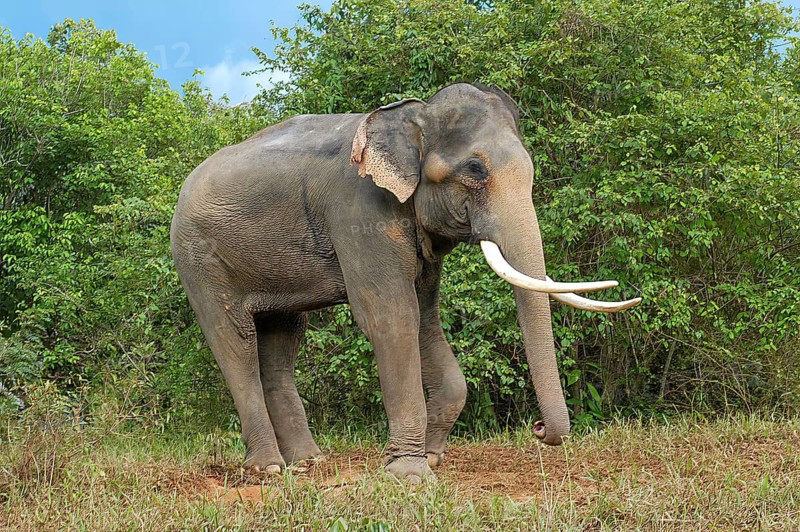 Asian elephant (Elephas maximus) with long ivory tusks, Thailand