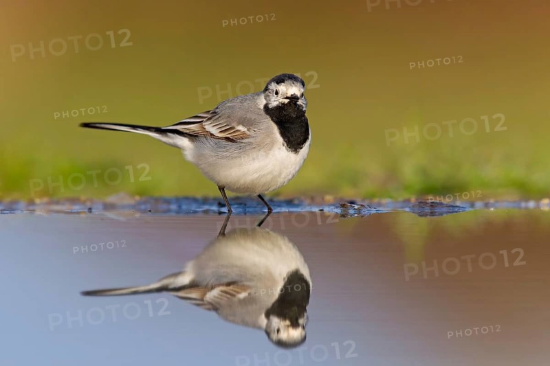 White wagtail, (Motacilla alba), animals, bird, songbird, family of wagtails and pipits, biotope, habitat, foraging, Beindersheim, Bad Dürkheim district, Rhineland-Palatinate, Germany