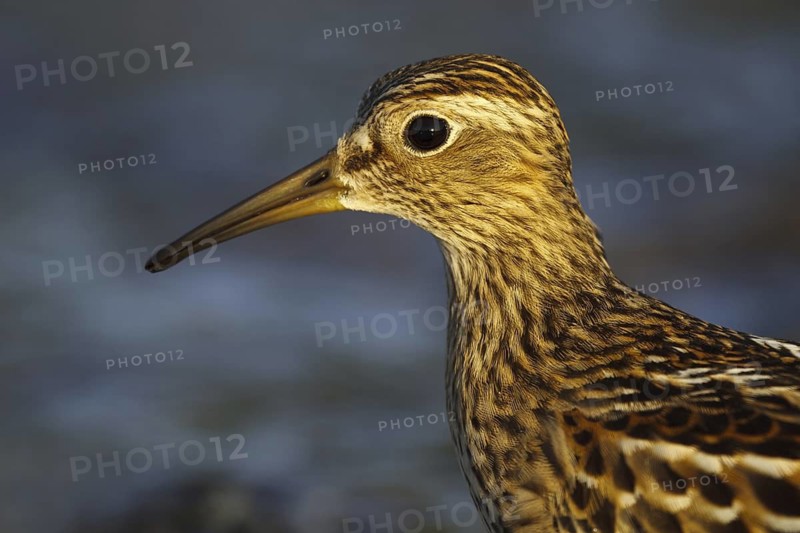 Pectoral Sandpiper (Calidris melanotos), Asturias, Spain