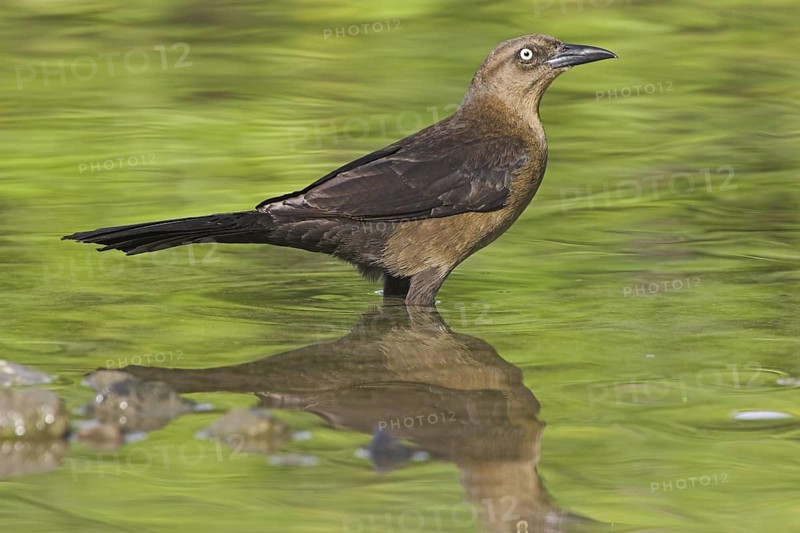Common Grackle (Quiscalus quiscula), Costa Rica