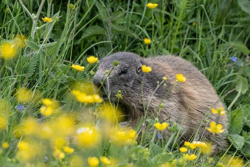Marmot (Marmota marmota), Monte Baldo, Veneto, Italy