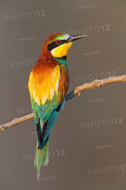 Bienenfresser, European Bee-eater, Bee-Eater, European Bee Eater, Merops apiaster, Guêpier d'Europe, Abejaruco Común