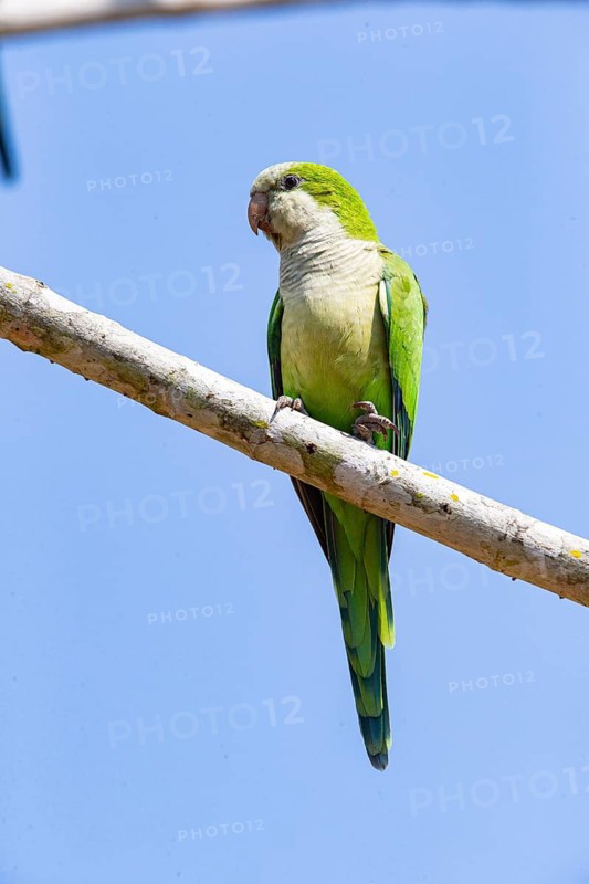 Monk parakeet (Myiopsitta monachus) Pantanal Brazil