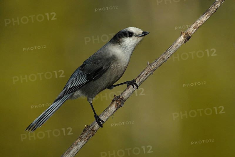 Grey Jay (Perisoreus canadensis), Alberta, Canada