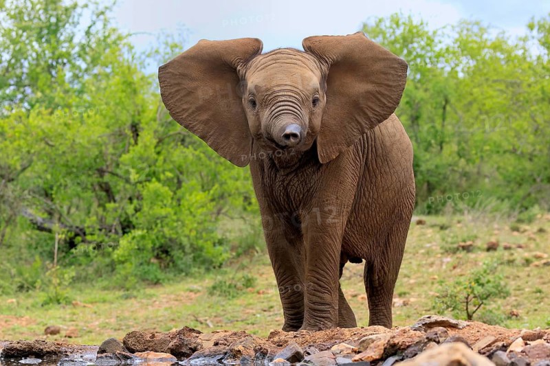 African elephant (Loxodonta africana), young animal, at the water, Kruger National Park, Kruger National Park, South Africa