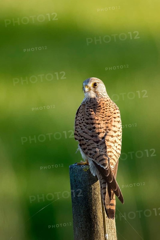 Common Kestrel (Falco tinnunculus) female perched on a post, Andalusia, Spain