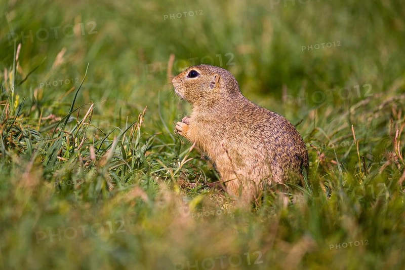 A European ground squirrel (Spermophilus citellus) or European souslik sits in green gras, looking for food