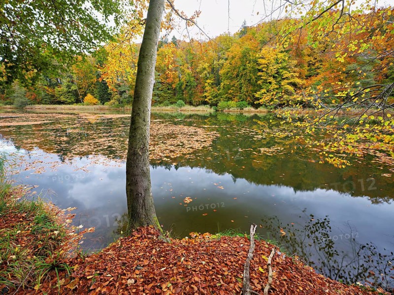 Egelsee in autumn-colored surroundings, Bergdietikon, Canton of Aargau, Switzerland