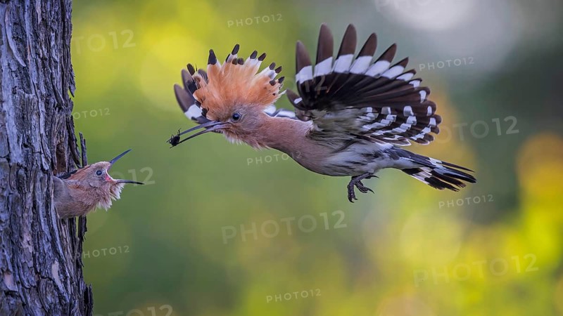 Eurasian Hoopoe (Upupa epops) feeding chick in breeding cavity, Saxony-Anhalt, Germany