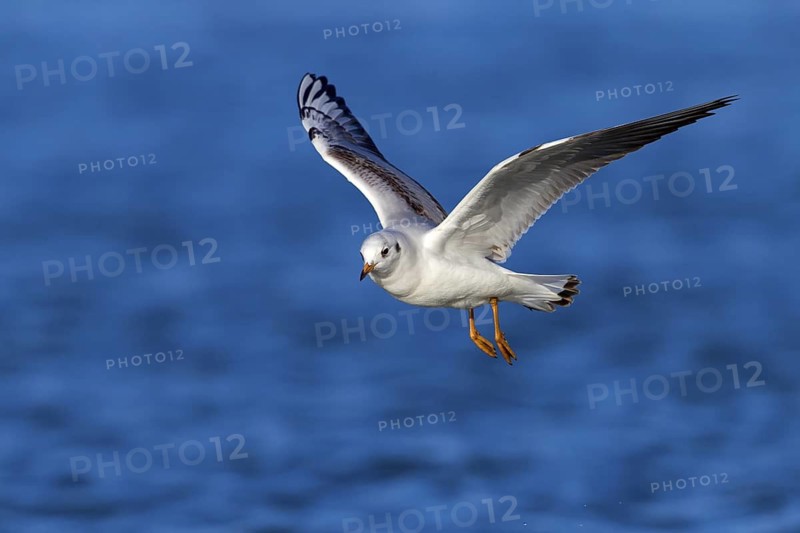 Black-headed Black-headed Gull, (Larus ridibundus), animals, birds, gulls, flight photo, sideways, waters, Ladenburg, Baden-Württemberg, Germany