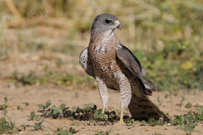 Levant Sparrowhawk (Accipiter brevipes) female, Eilat, Israel