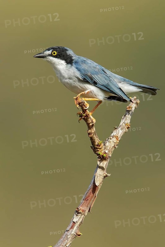 Hooded Tanager (Nemosia pileata) perched on a branch in the grasslands of Guyana