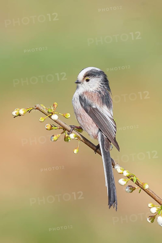 Long-tailed Tit (Aegithalos caudatus), sitting on a thin branch, spring, nature photography, wildlife, animals, birds, tits, Siegerland, North Rhine-Westphalia, Germany