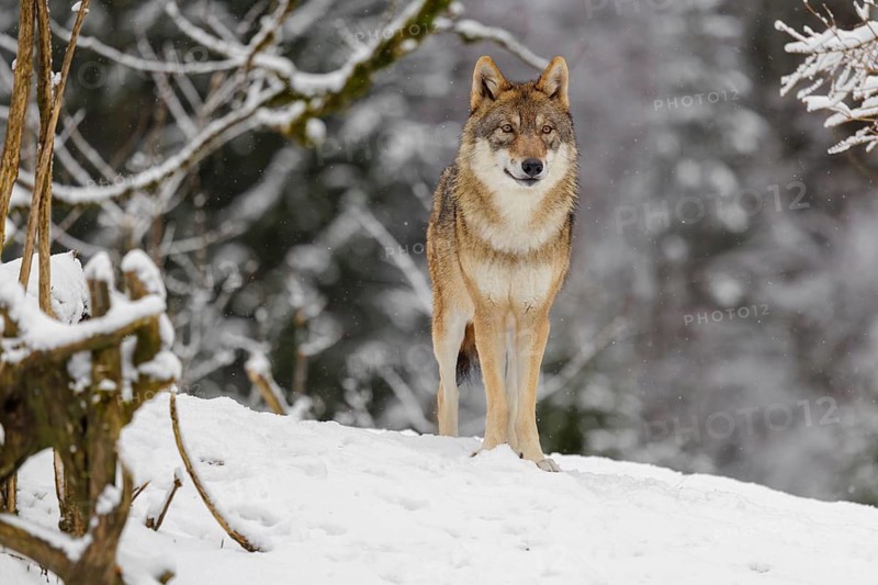 An adult female grey wolf (Canis lupus lupus) stands on a sloping, snow-covered meadow on a cold, cloudy day. A forest can be seen in the background