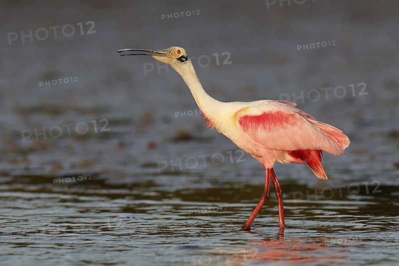 Roseate Spoonbill (Platalea ajaja), Florida, USA