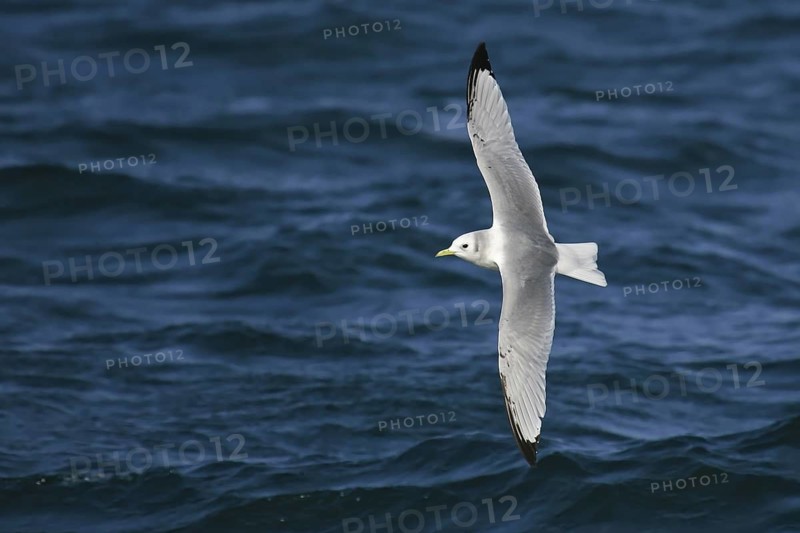 Black-legged Kittiwake (Rissa tridactyla) flying, offshore, Germany